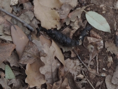 Vulpes vulpes crucigera