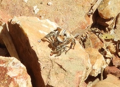 Habronattus aztecanus