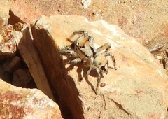 Habronattus aztecanus