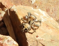Habronattus aztecanus