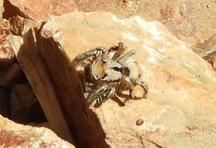 Habronattus aztecanus