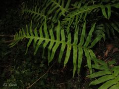Polypodium cambricum