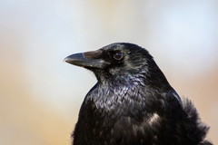 Corvus corone