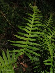 Polypodium cambricum