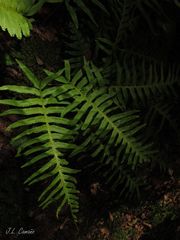 Polypodium cambricum