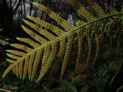 Polypodium cambricum