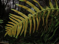 Polypodium cambricum