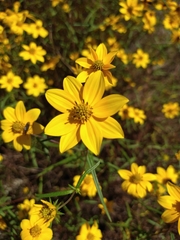 Helianthus porteri