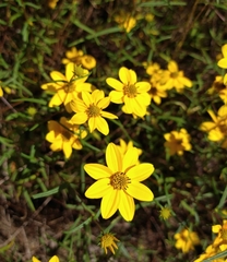 Helianthus porteri
