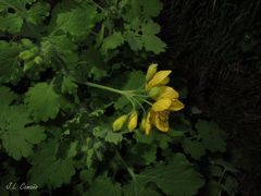 Chelidonium majus