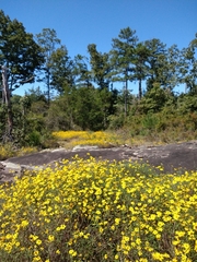 Helianthus porteri