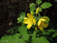 Chelidonium majus