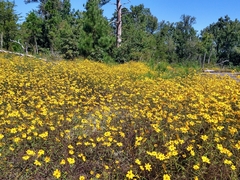 Helianthus porteri