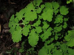 Chelidonium majus
