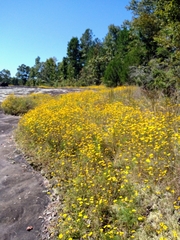 Helianthus porteri