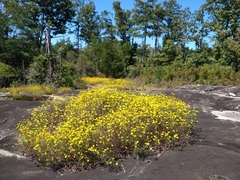 Helianthus porteri
