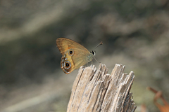 Hypocysta irius