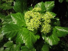 Smyrnium olusatrum