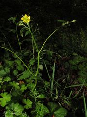 Geum urbanum