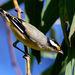 Northern Black-headed Pardalote - Photo (c) dawolef, some rights reserved (CC BY-NC)