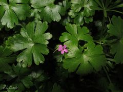 Geranium lucidum
