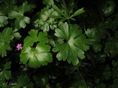 Geranium lucidum