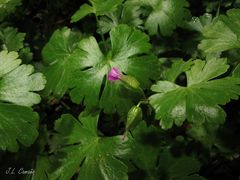 Geranium lucidum