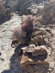 Homalocephala polycephala