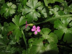 Geranium lucidum