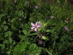 Erodium moschatum