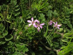 Erodium moschatum