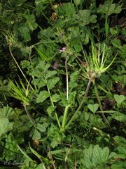 Erodium moschatum