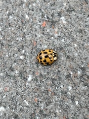 Harmonia axyridis