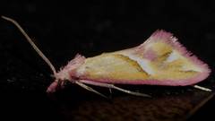 Heliocosma anthodes