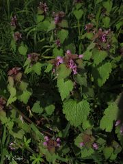 Lamium purpureum