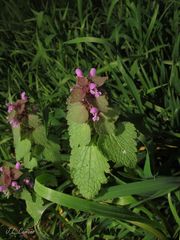 Lamium purpureum