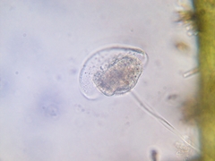 Vorticella campanula