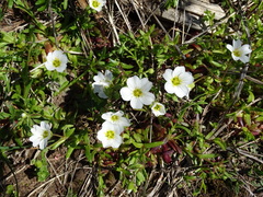 Mononeuria nuttallii