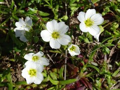 Mononeuria nuttallii