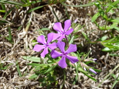 Phlox cuspidata