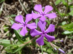 Phlox cuspidata