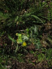 Senecio vulgaris