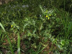 Senecio vulgaris