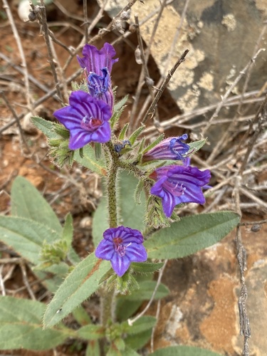 Representative image of Echium bonnetii