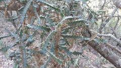 Euphorbia grandidens