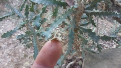 Euphorbia grandidens