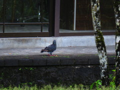 Columba livia domestica