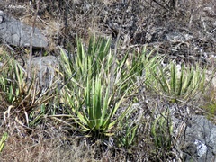 Agave difformis