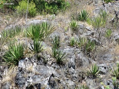 Agave difformis