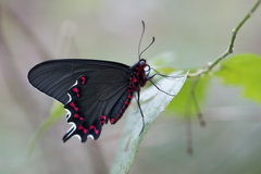 Parides bunichus perrhebus